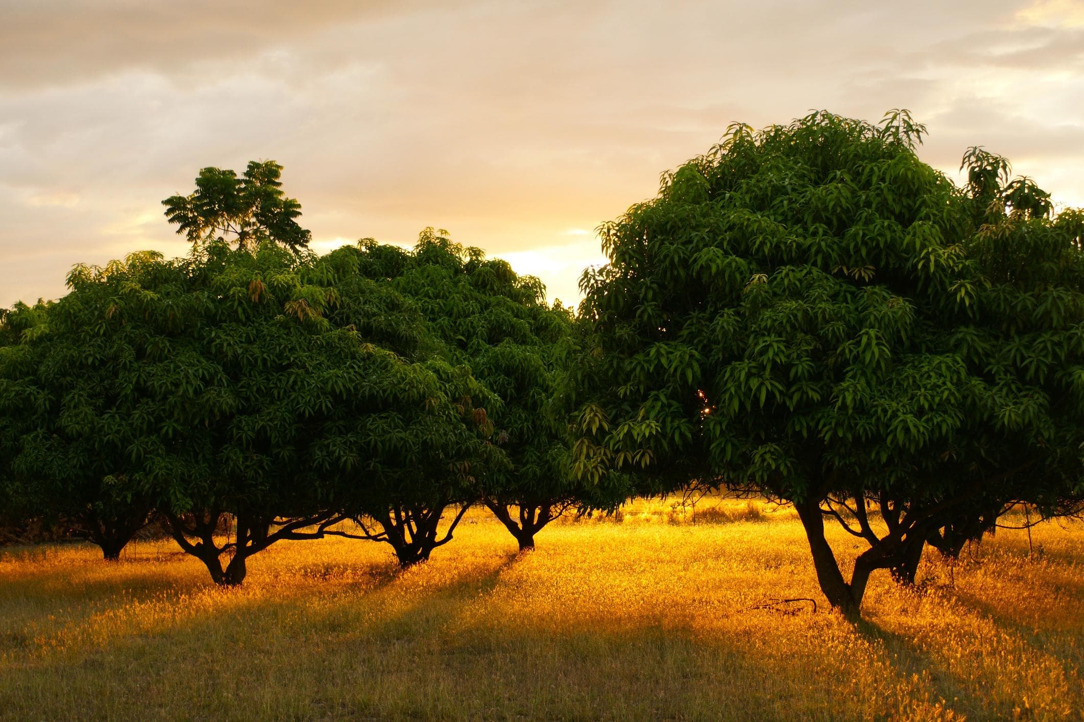 Fresh fruit orchard background