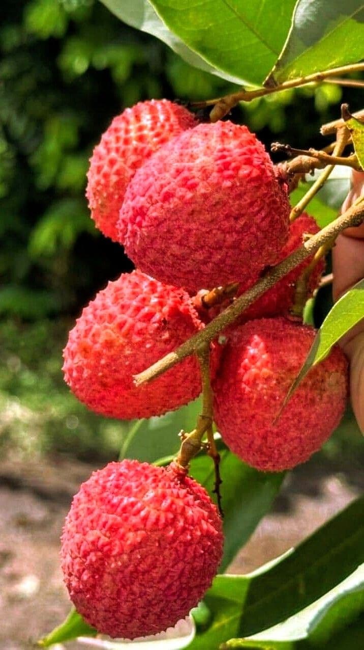 Lychee