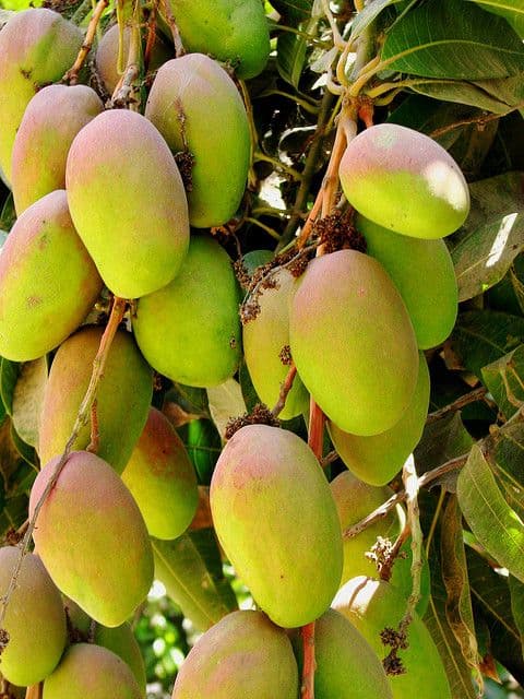 Banganapalli Mango